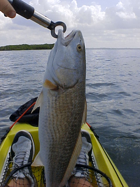 Kayak Fishing Redfish Florida