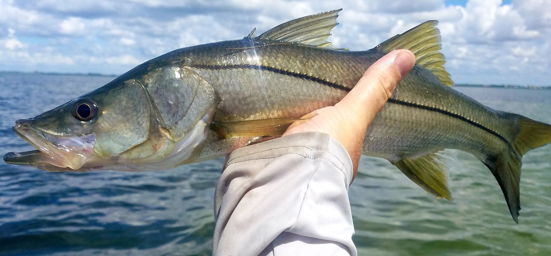 Snook, Inshore Fishing, Florida