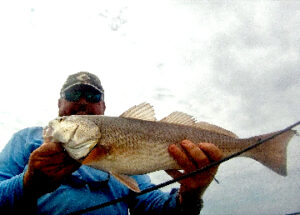 Redfish by way of kayak fishing