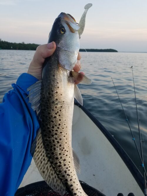 Spotted Seatrout or Speckled Trout or Speck